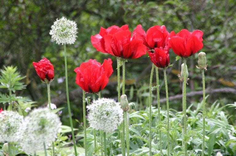 Heeg Gartengestaltung | Kreative Ideen für stilvolle Gärten